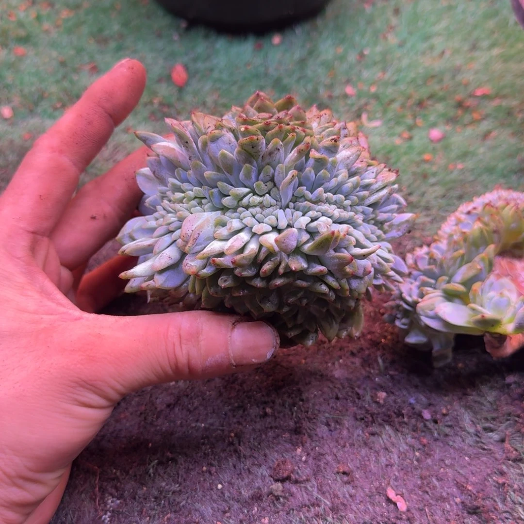 肉****）星影缀化无砍多肉