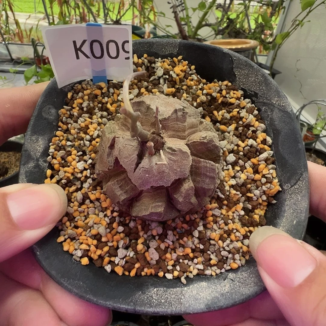 多肉植物专拍 一物一拍 南非龟甲龙009