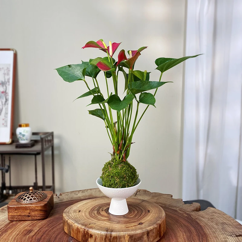 【宏展】金鱼红掌苔藓球绿植（带花）新中式四季开花