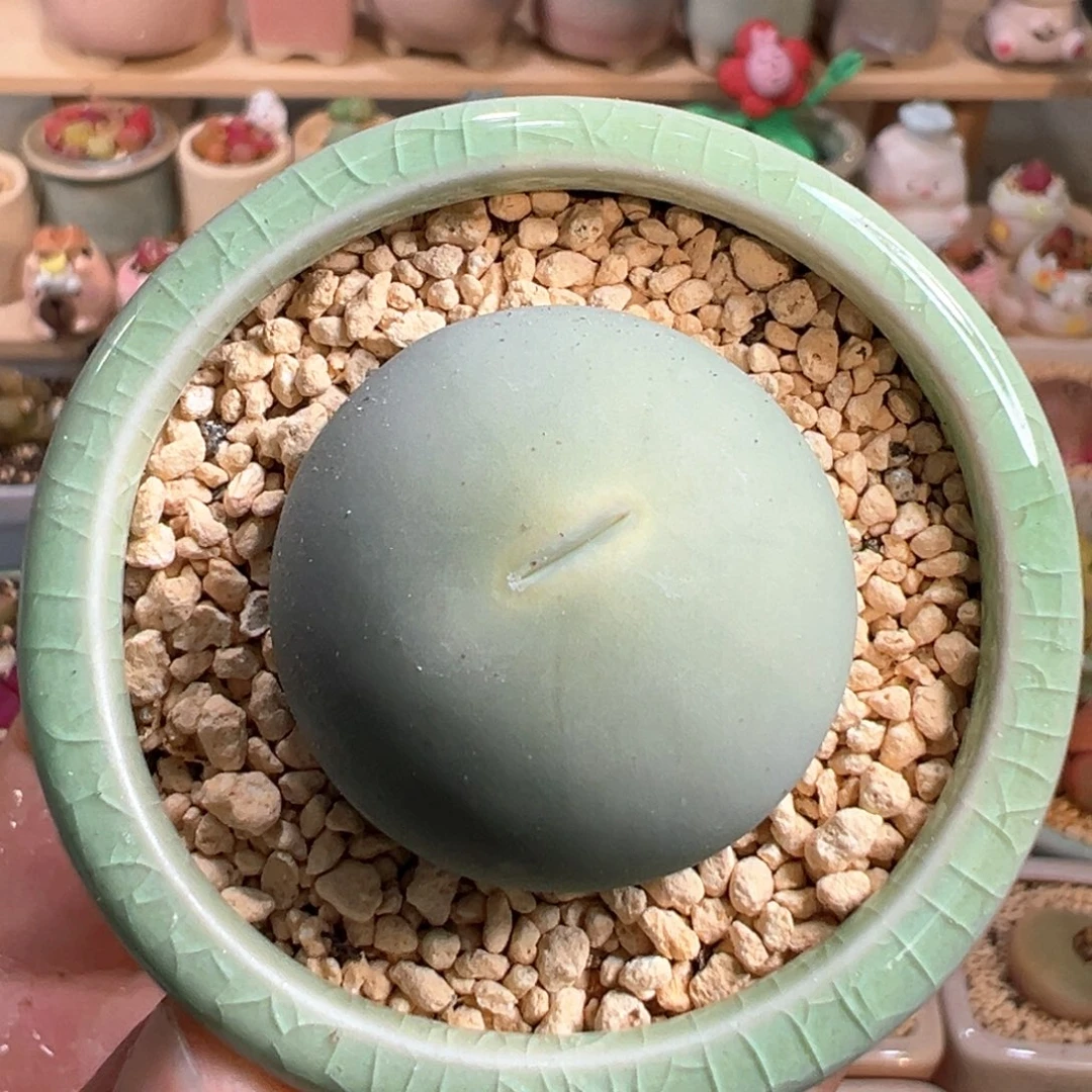 多肉植物24号鸽子蛋3厘米