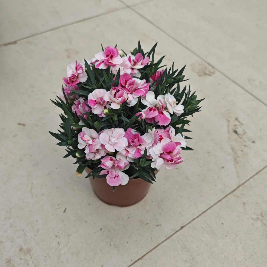 花蝴蝶康乃馨室内桌面盆栽