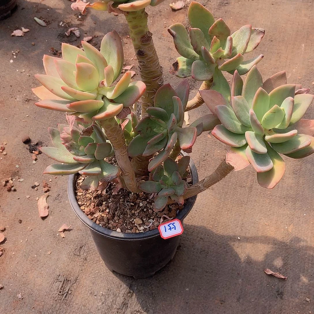 ?***?一物一拍多肉家里芒果美人551