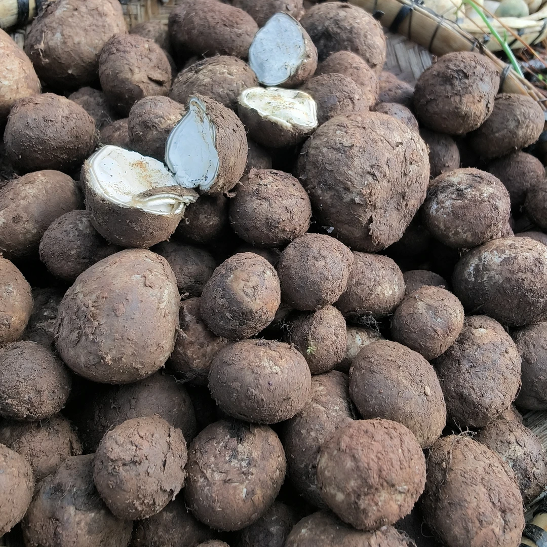 包邮云南新鲜野生菌羊眼睛地包包马皮泡马勃地轱辘地滚子