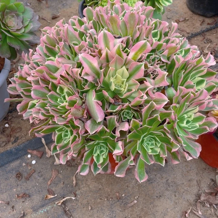 767雨花石法师多肉断枝不售后