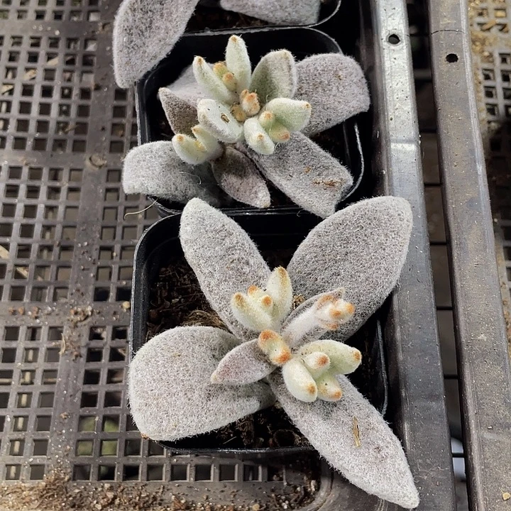 大白兔带盆土发货