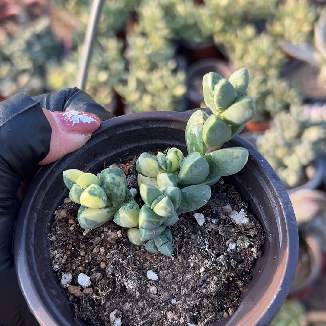 多肉植物鹿角海棠锦