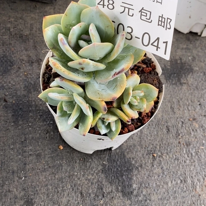 云*夏悦多肉0603-41奶茶