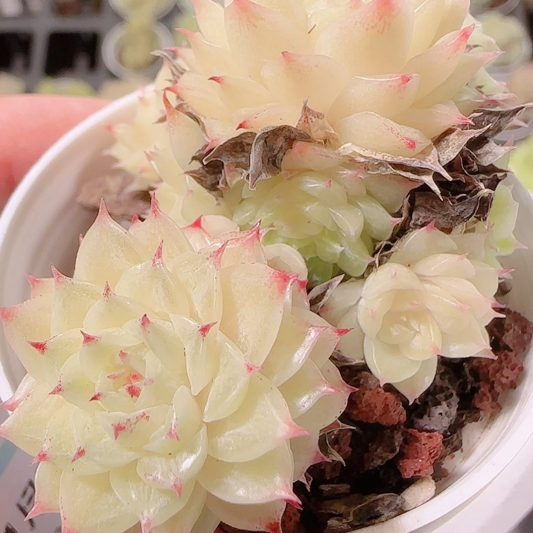 理***号花语逸镜1125-101散