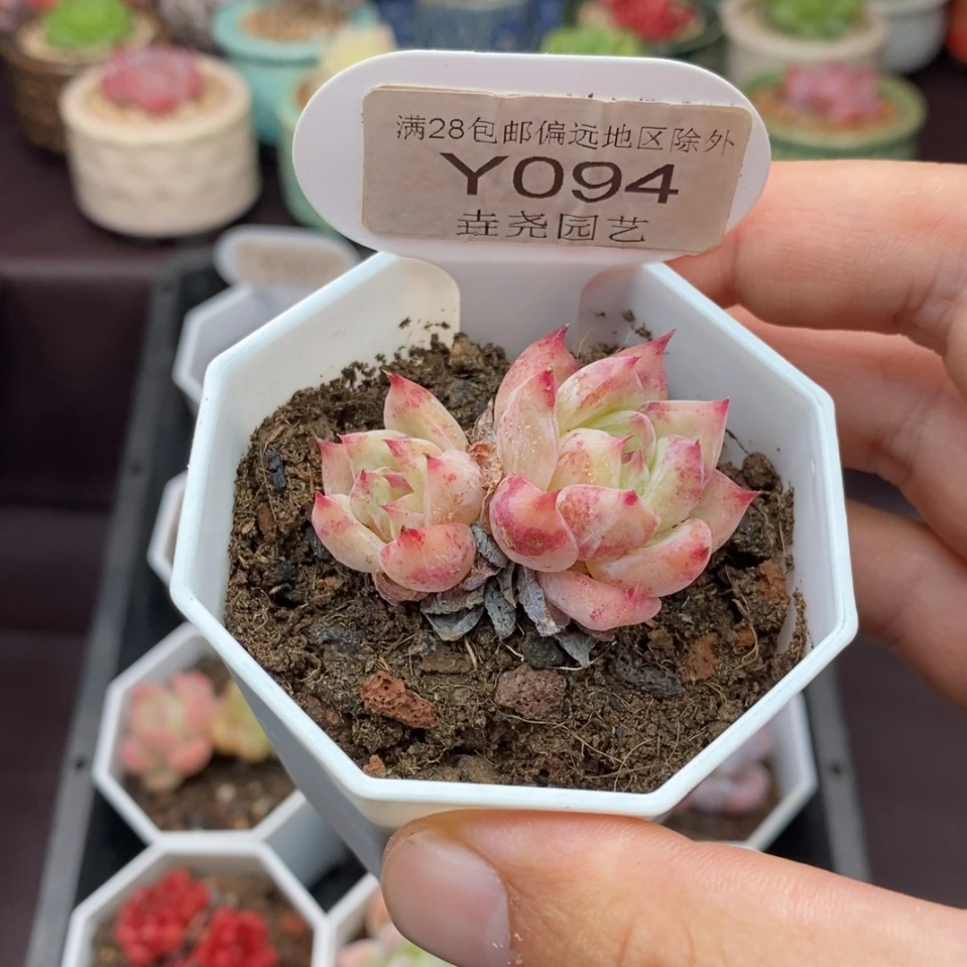 0094  白拉糖 4cm