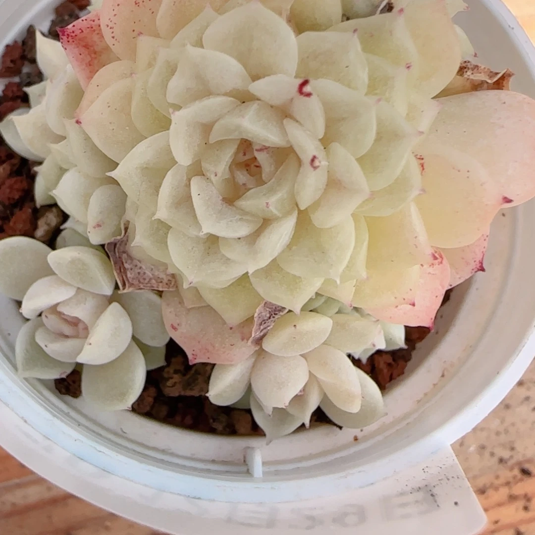 M***y花语多肉1229-179散