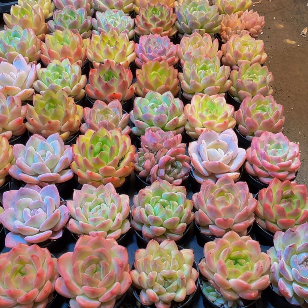 934多肉植物的生长发育规律及