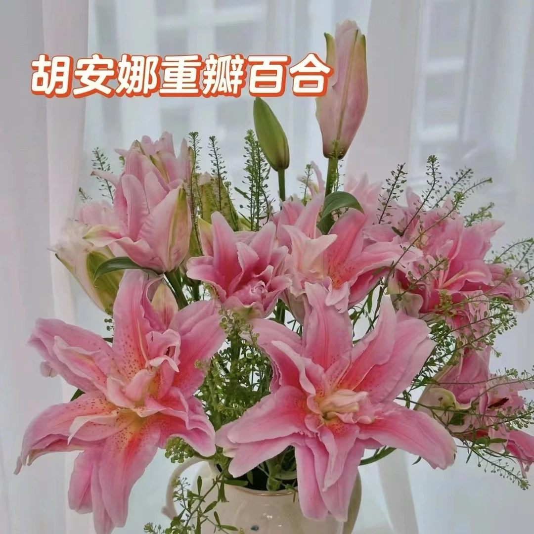 进口芽香水百合花种球重瓣室内阳台盆栽室内外种植【进口带芽种球】