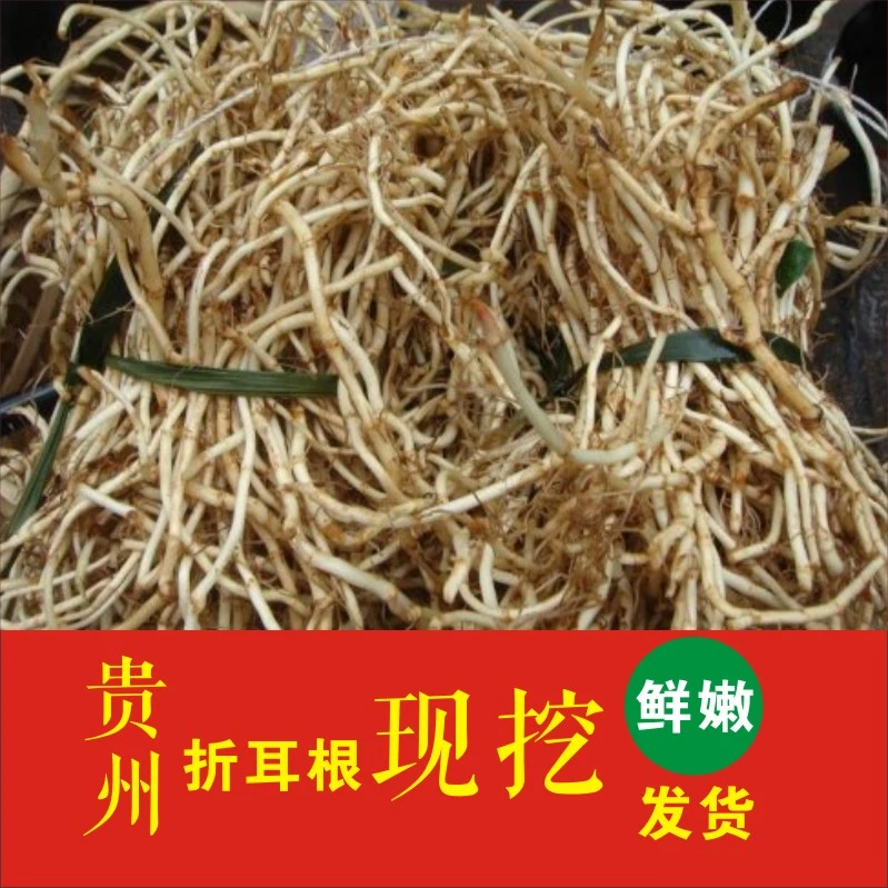 贵州特产新鲜折耳根鱼腥草节节根侧耳根现挖现发包邮