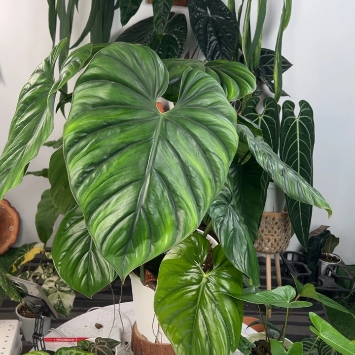 不开花植物双头哥伦比亚蔓绿绒