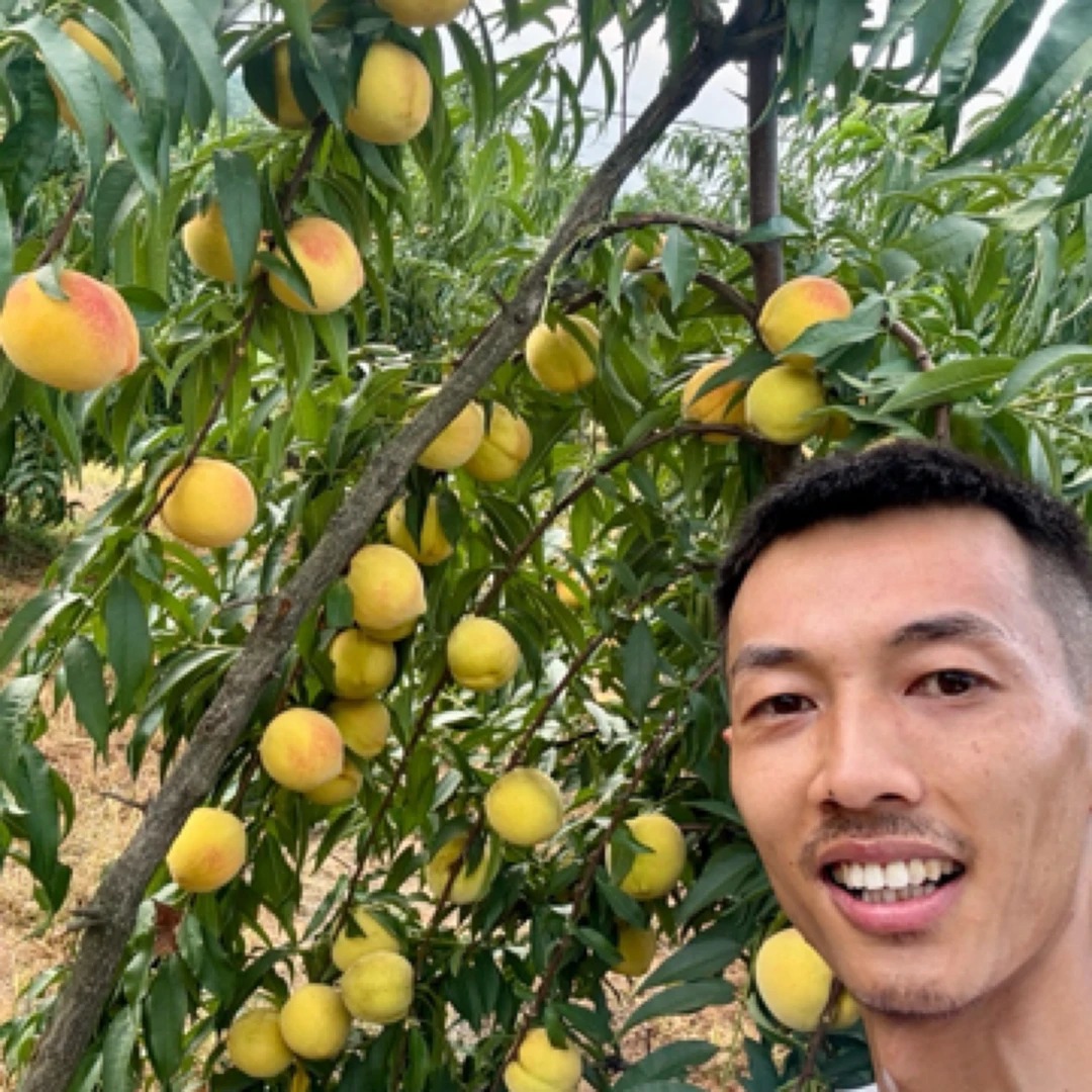 安福寺锦绣黄桃口感脆甜回味香甜