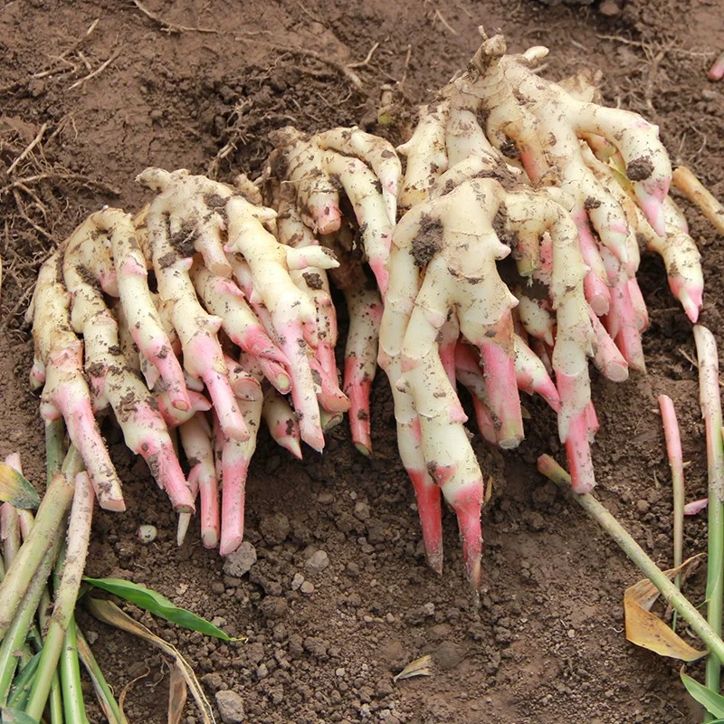 湖北恩施农家正宗小黄姜嫩姜泡坛子酸姜