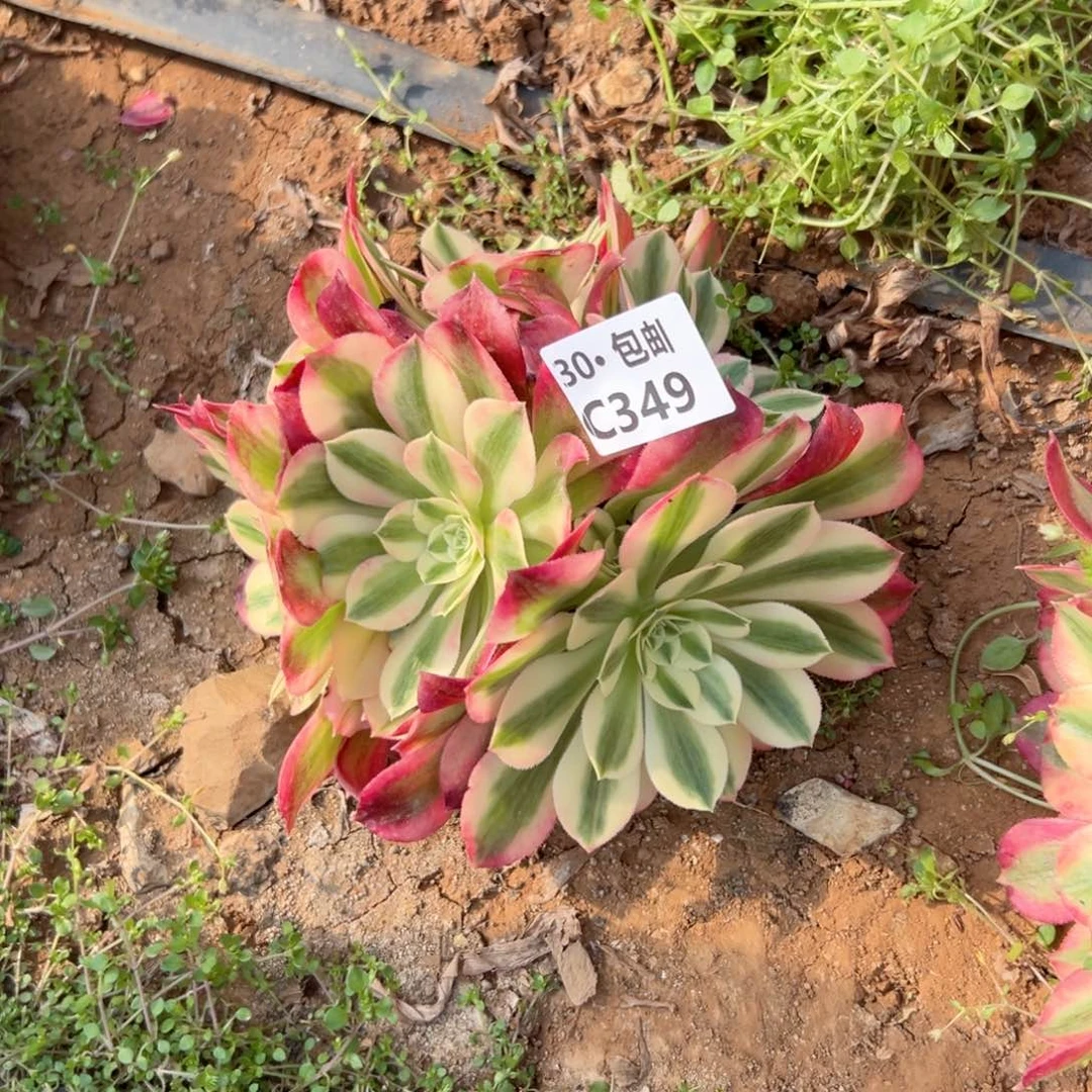 349 女巫多肉法师