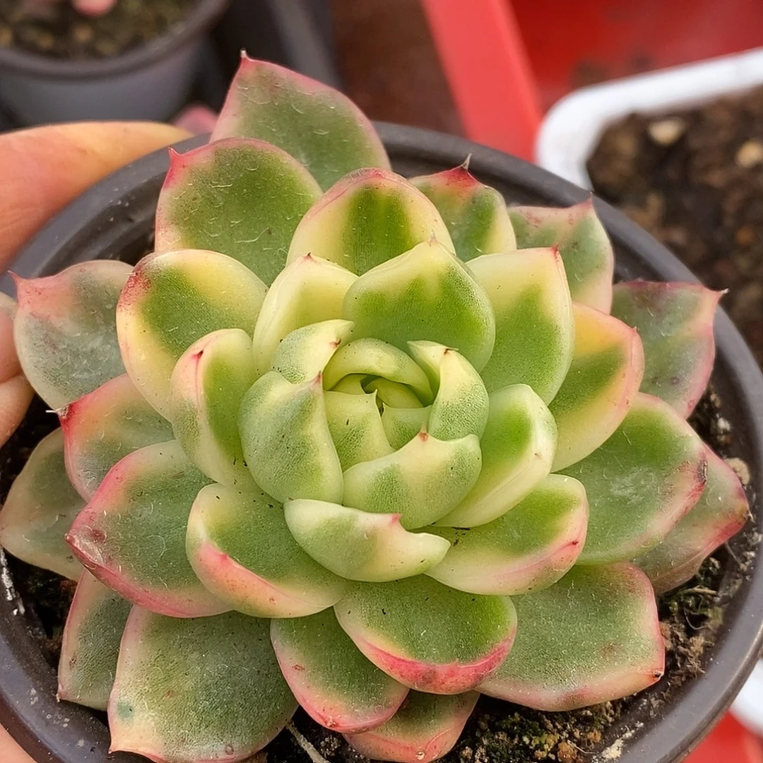 549大黄蜂哈哈哈哈哈哈