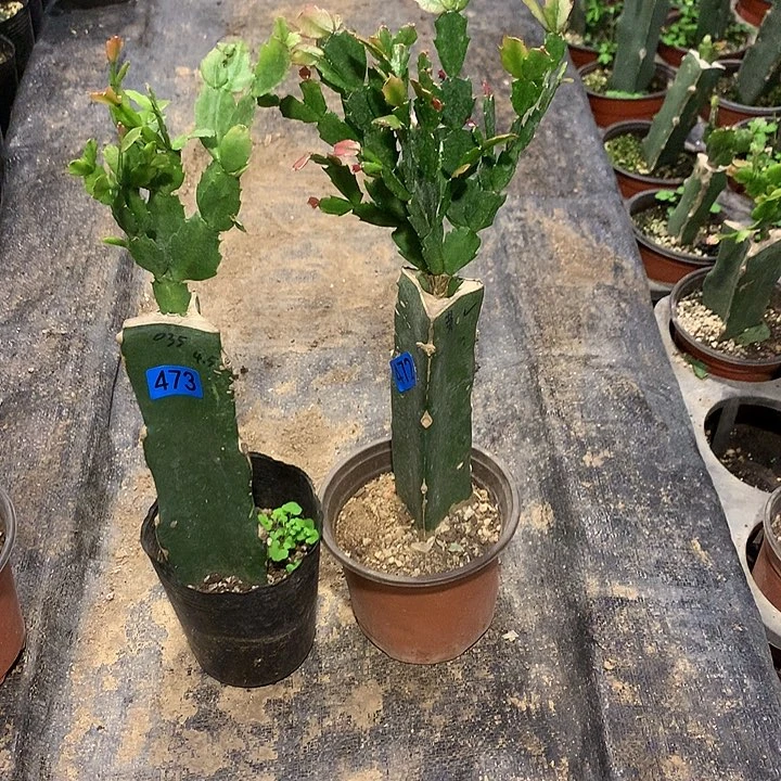 默****！472+473嫁接蟹爪兰：黄金+035