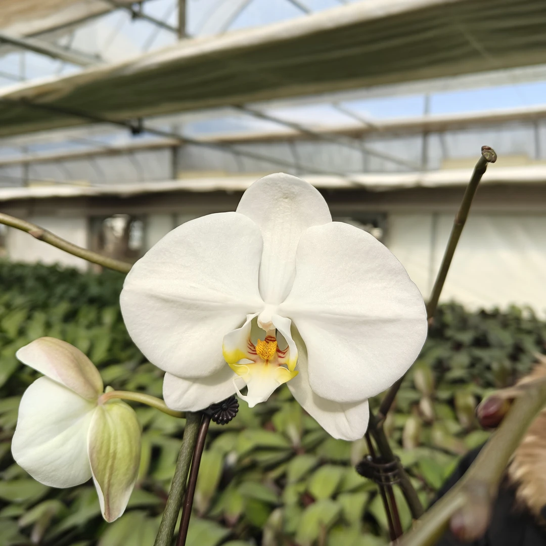 【蝴蝶兰-大白V3】-掉花苞7寸杯带花带花苞蝴蝶兰绿植花卉盆栽美观
