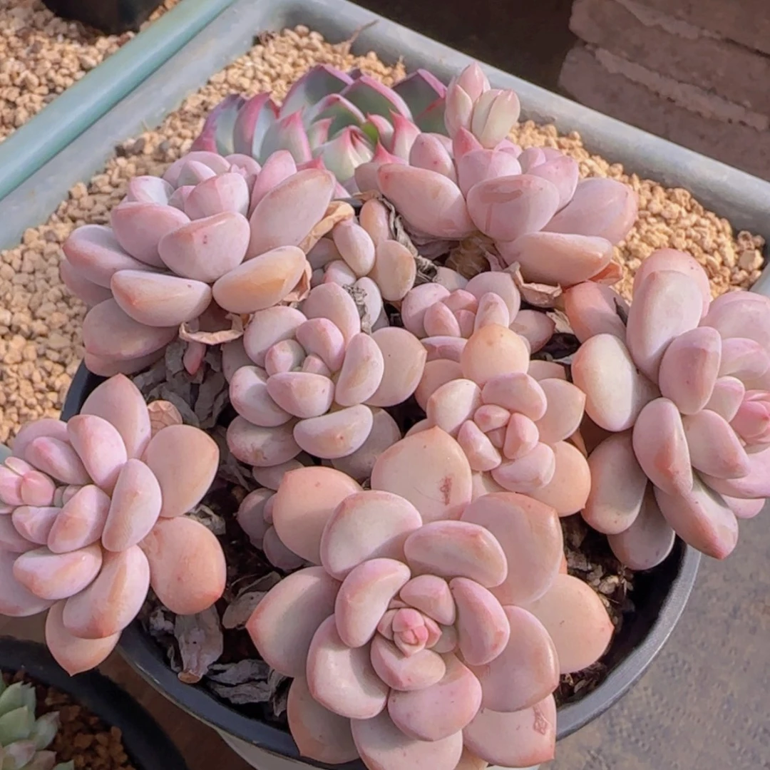 【闪购商品】拉丝雨