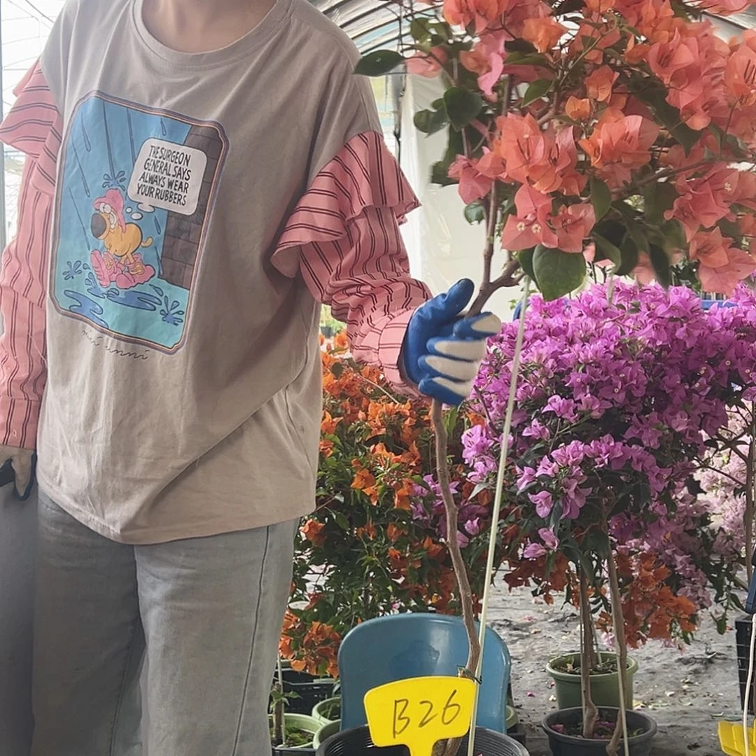 大***丰大部分花苞少量开放B26波妹