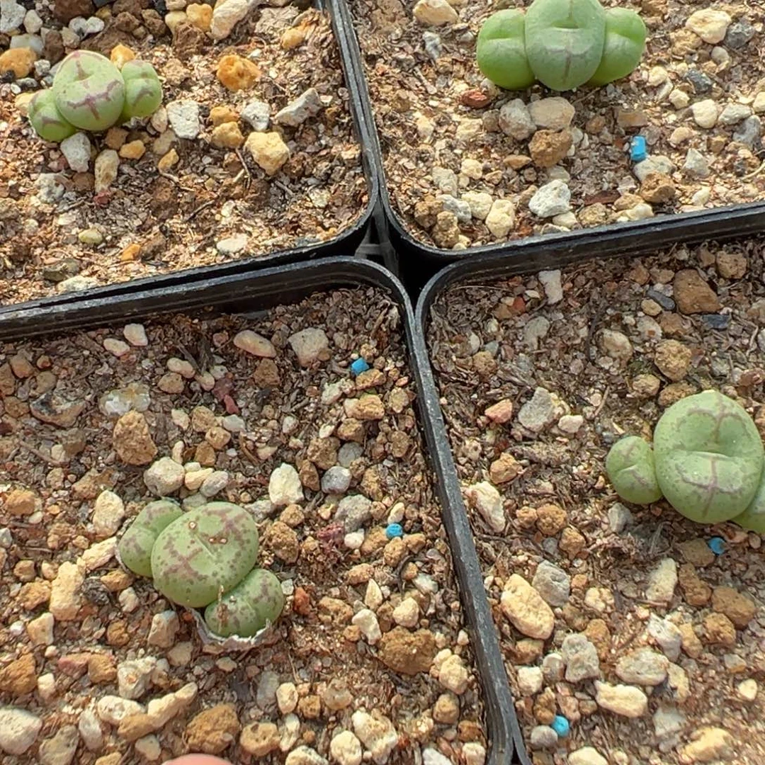 17-126量拍肉锥一颗