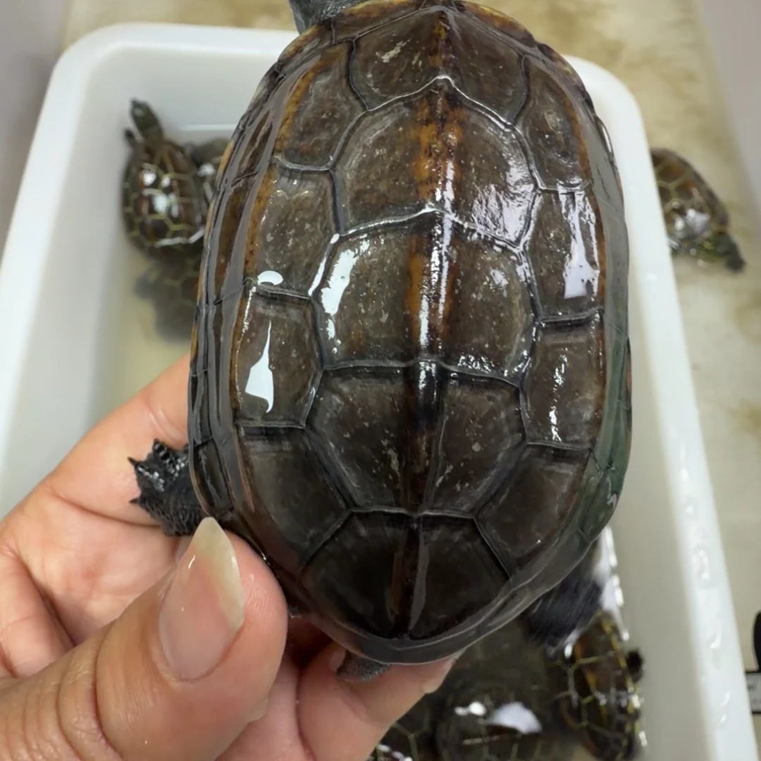 中国大陆南通大学