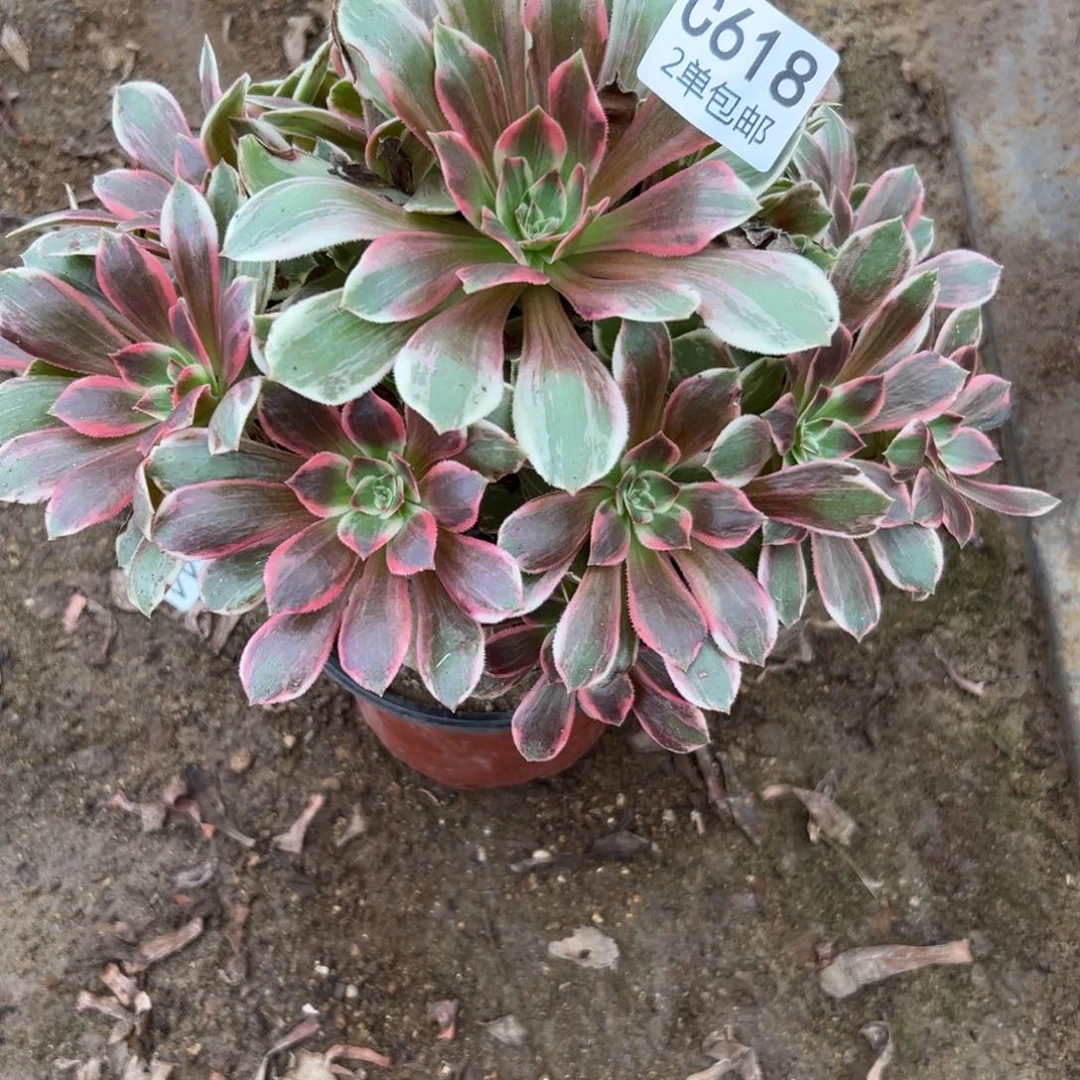 618多肉  浣纱不包断头