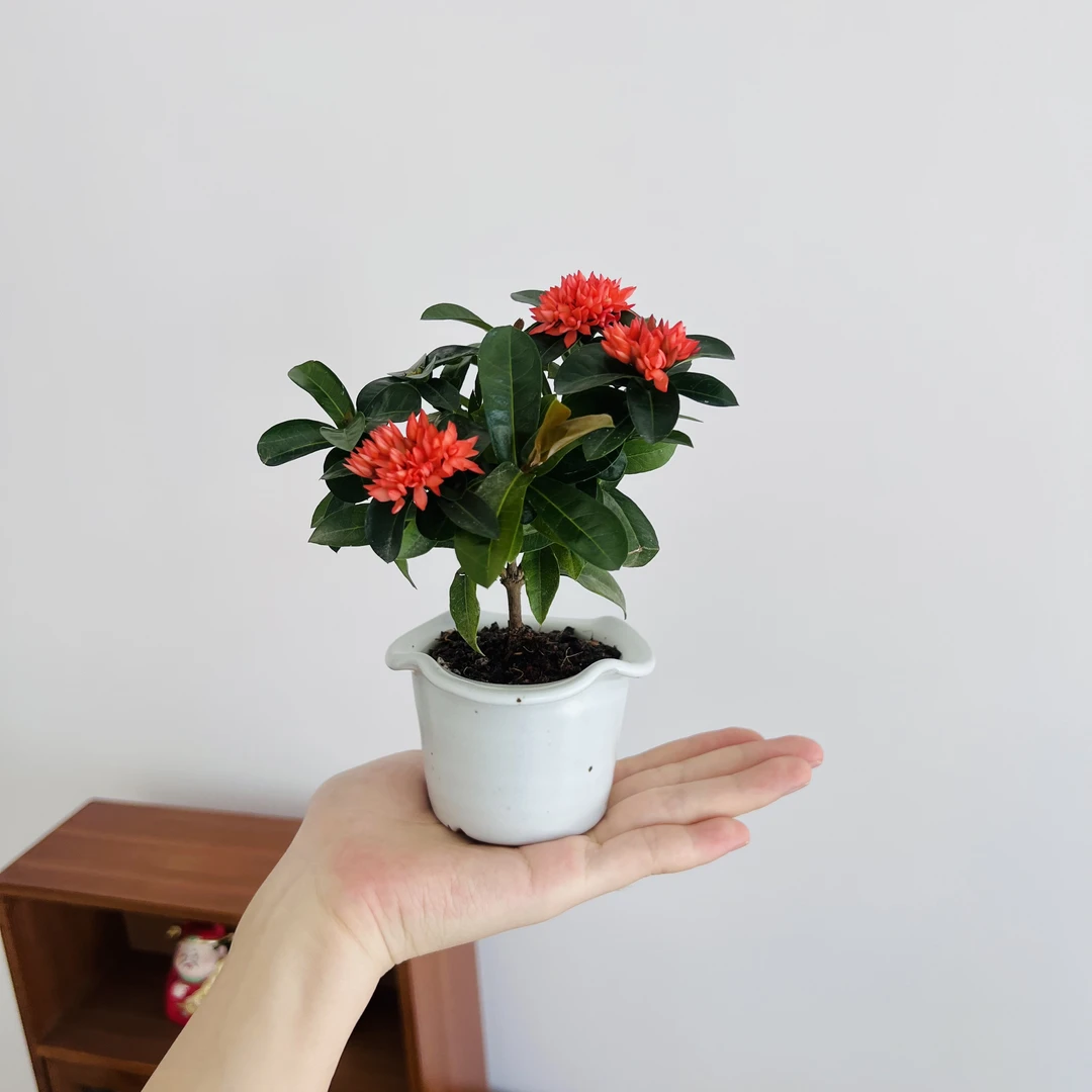 小叶龙船花室内好养带盆带花