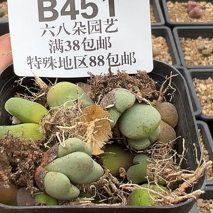 无花朵451号特价肉锥混