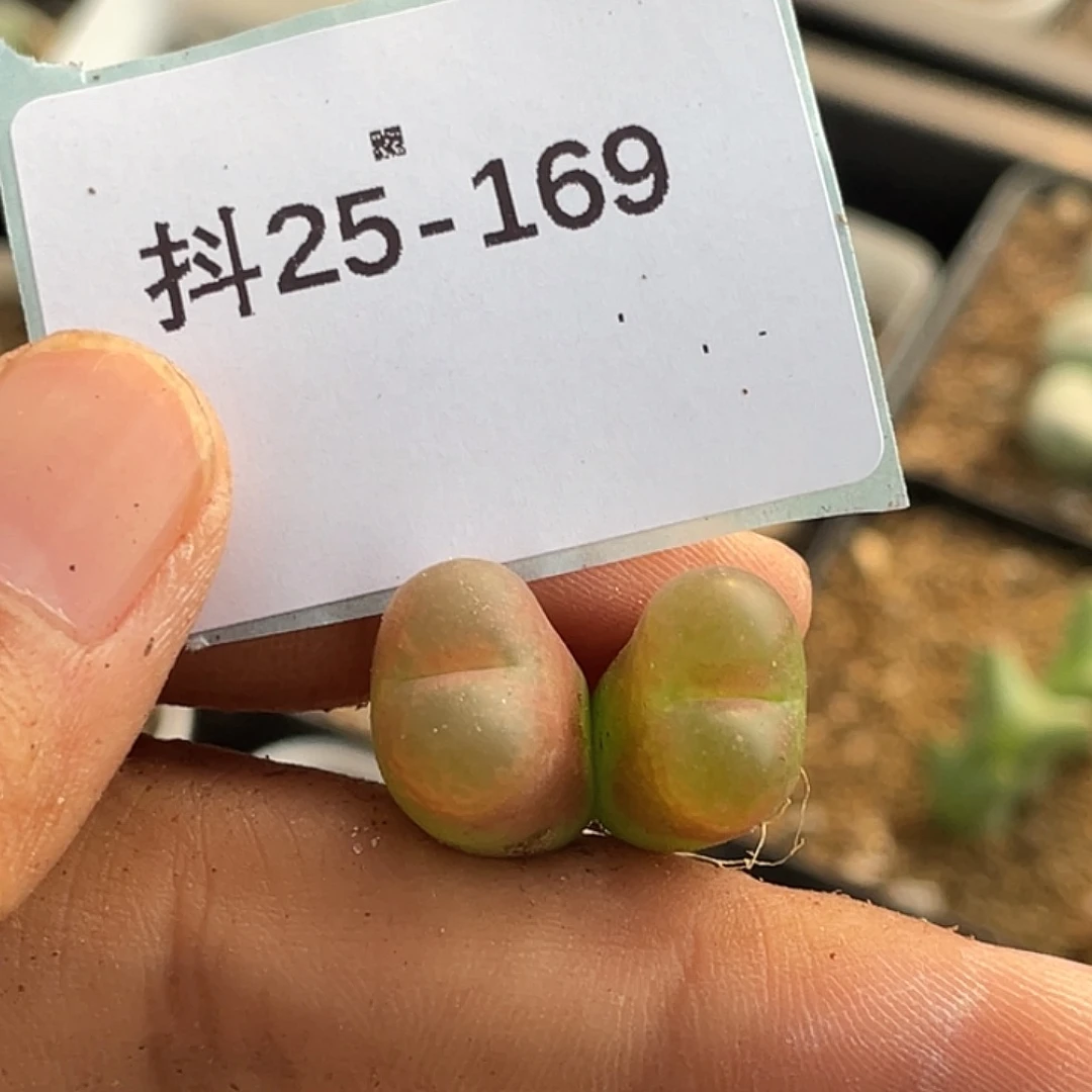 25-169毛毛多肉植物