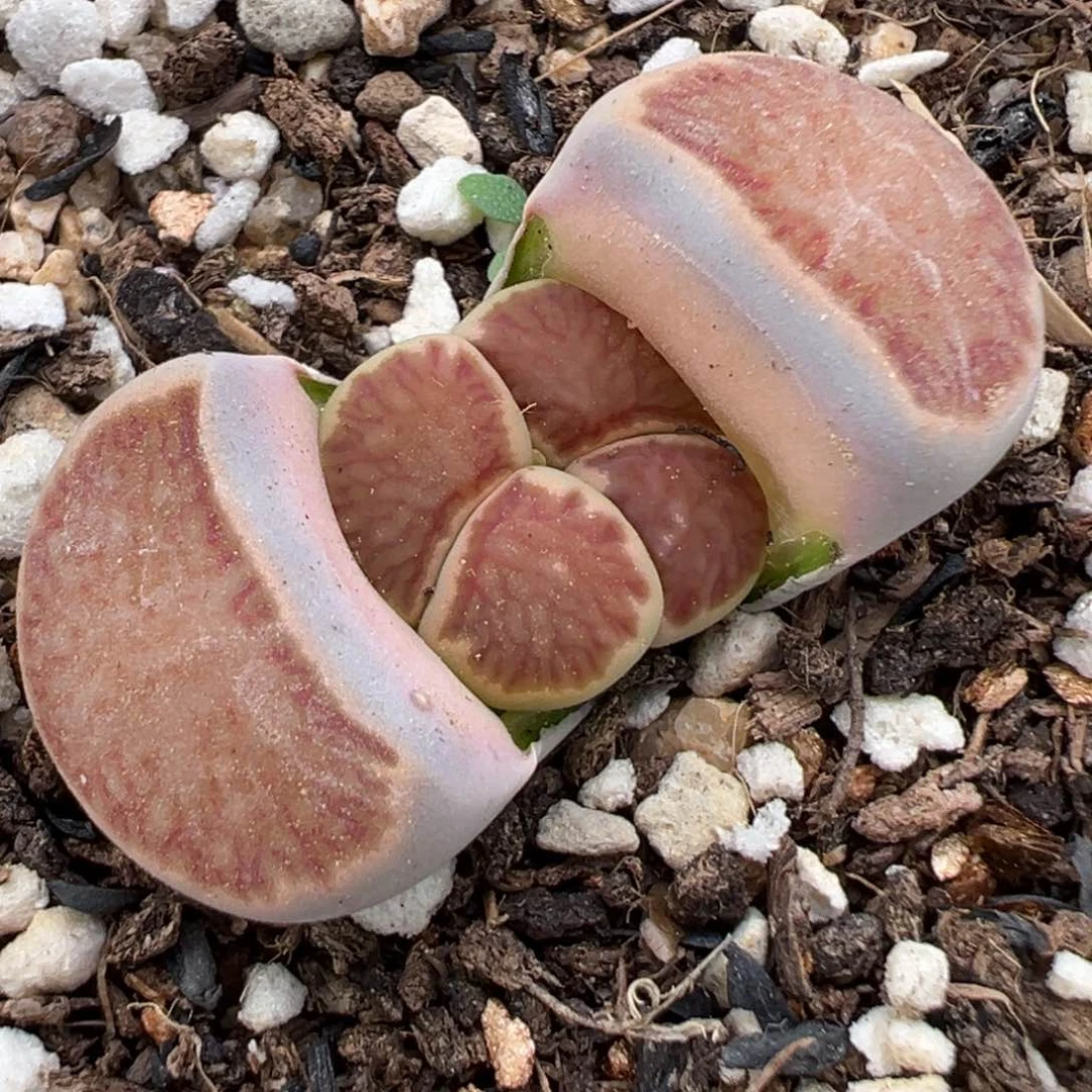 2.2好看的多肉a067