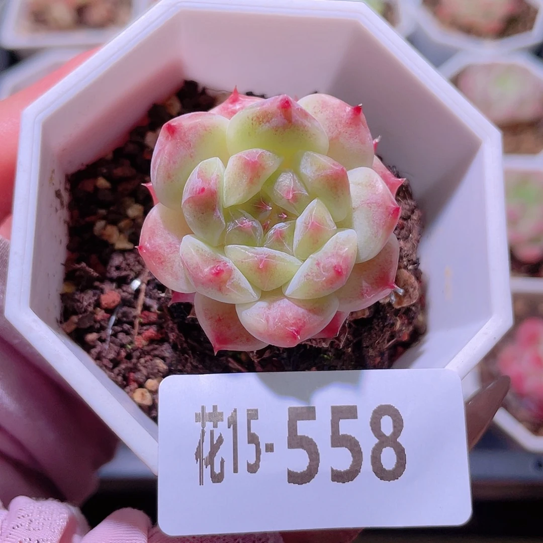 花利美15-558秘境冰魄