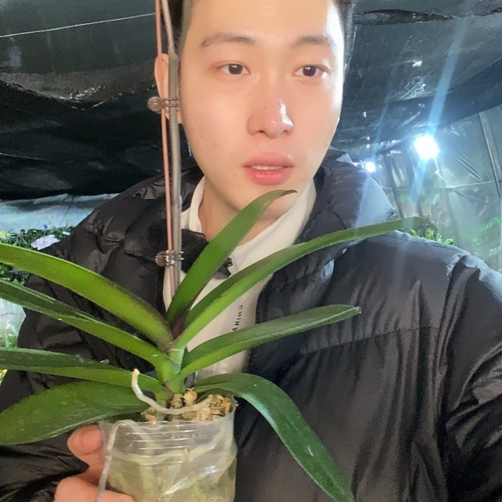 无花朵黄桃之梦蝴蝶兰