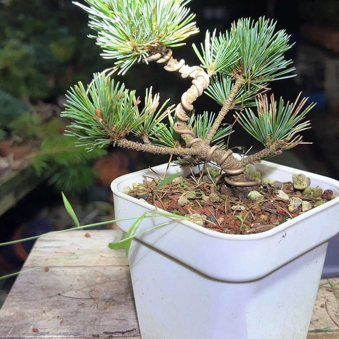 无花朵健健康康快快乐乐