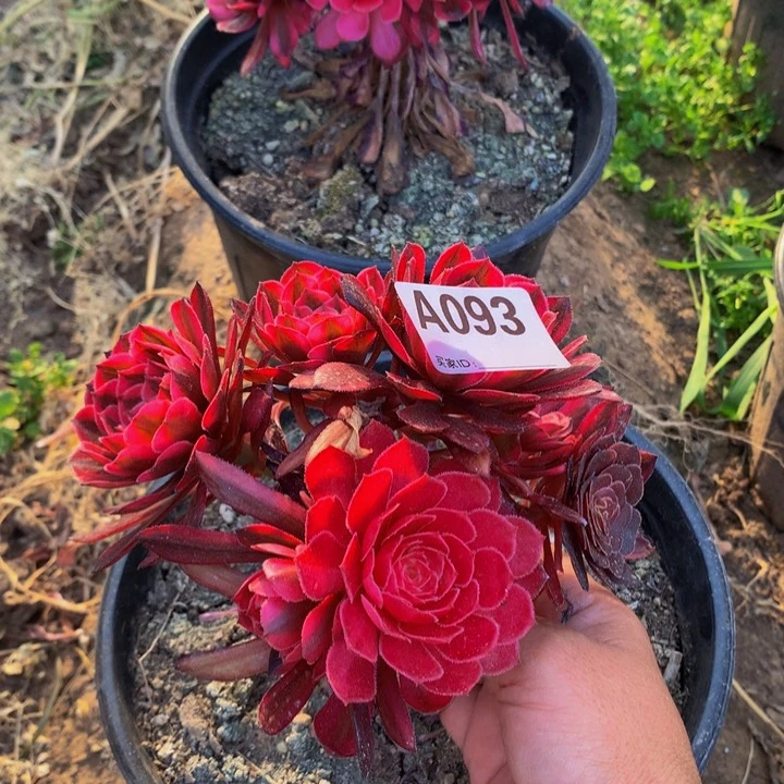 全部花朵蕾*093白月光