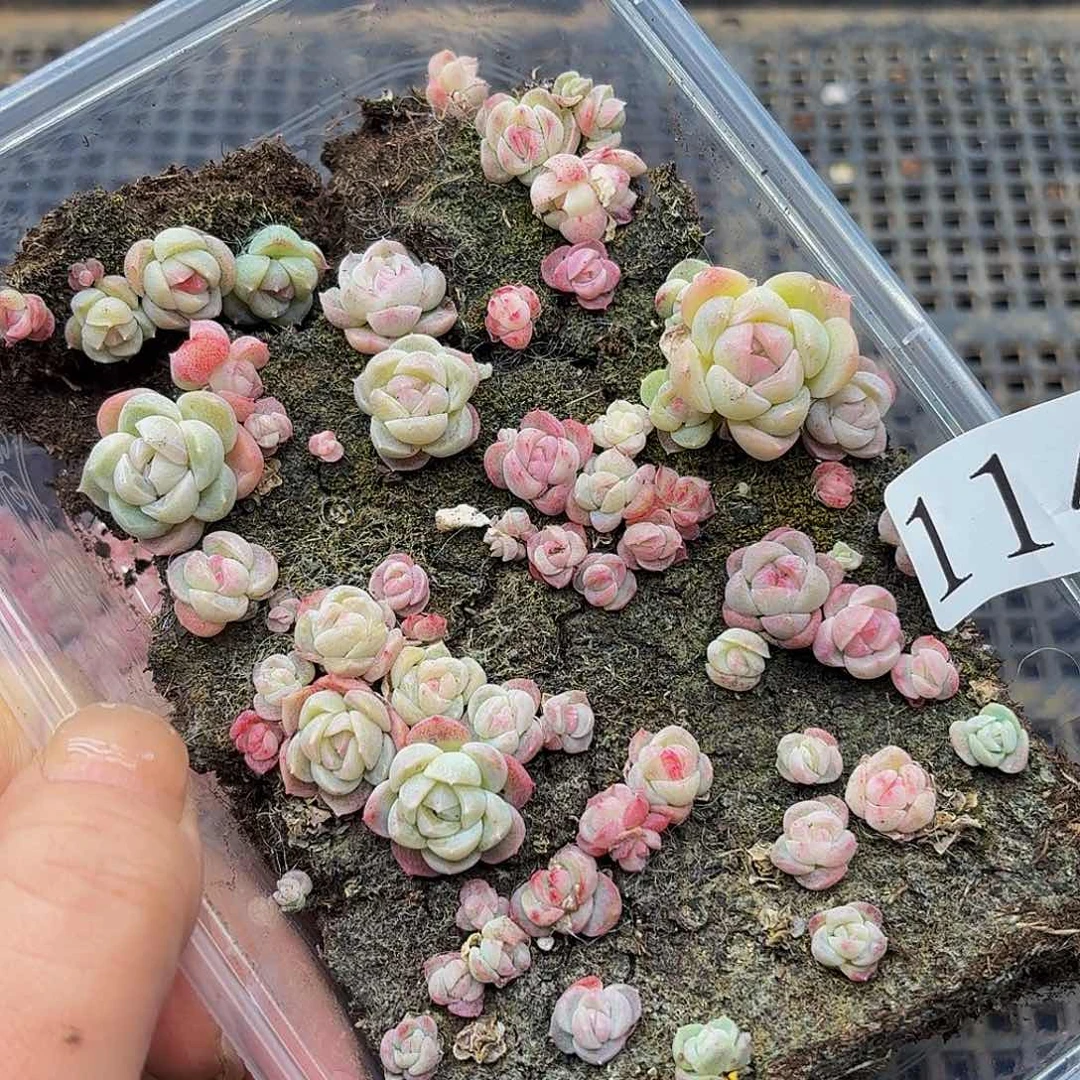 多肉植物多肉植物114