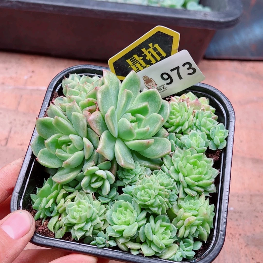 多肉植物多肉植物