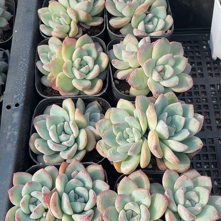 双头大泡芙带盆土发