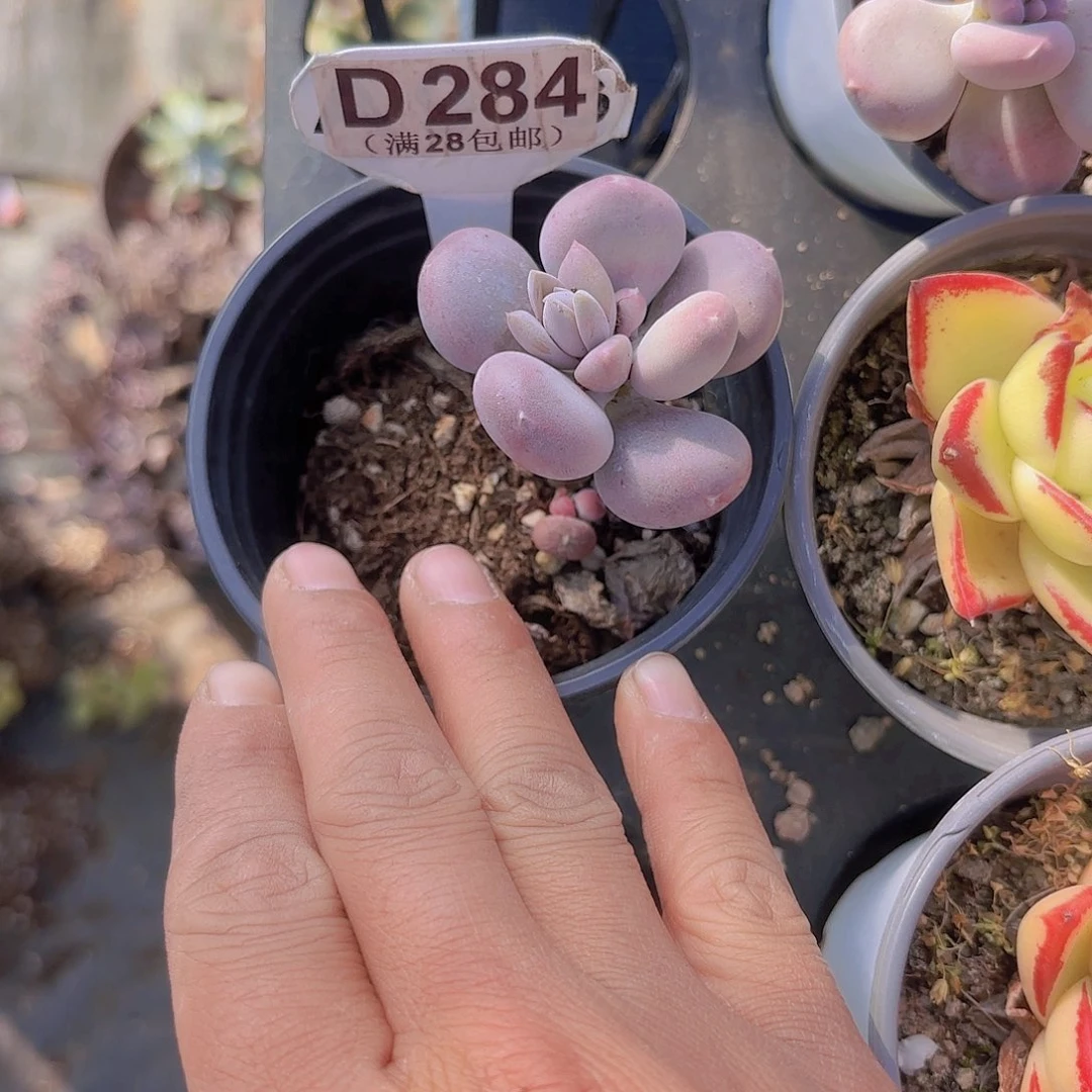 D284小屁桃一物一拍多肉