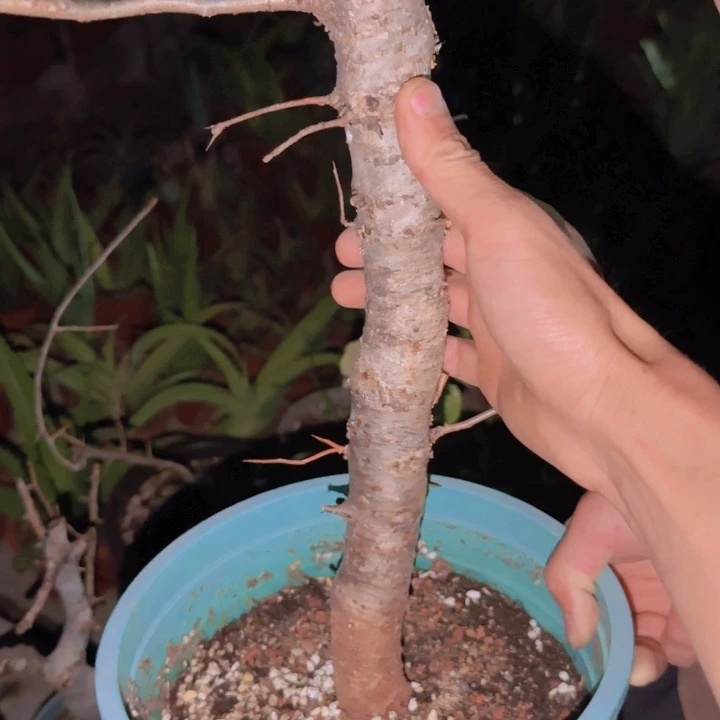 M***n块根植物块根植物