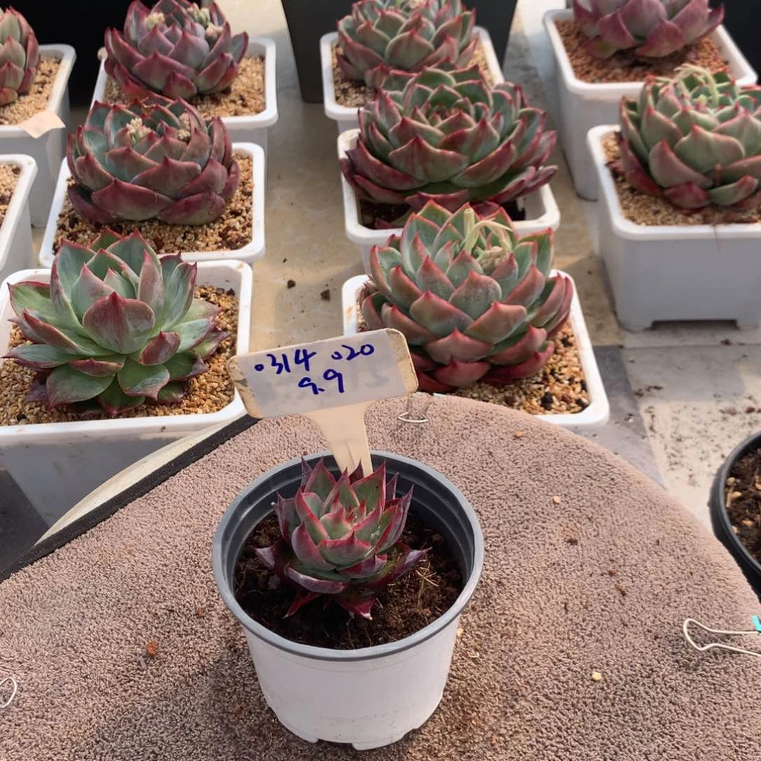 人****号0314020惊鸿福袋。尺寸6。多肉植物