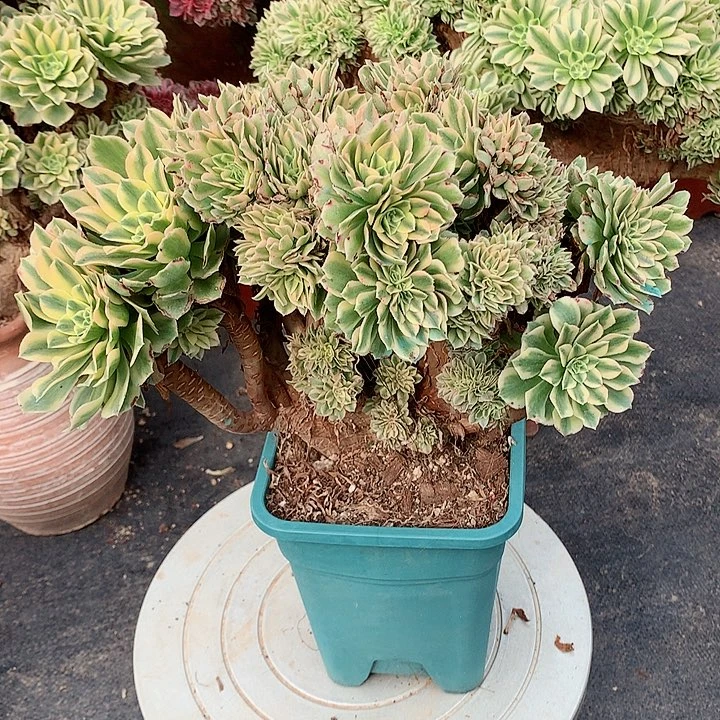 碧玉朵朵脱土发货啊