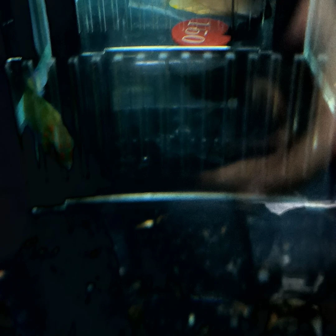 海水鱼黄狐狸9+/6-78-150