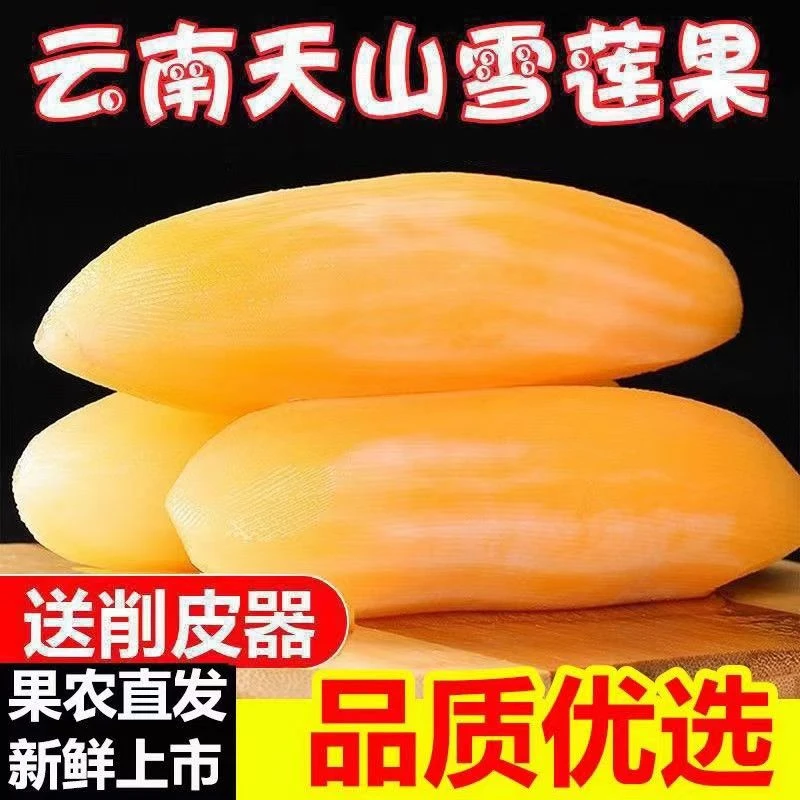 云南2025年云南天山雪莲果现挖甜脆多汁新鲜水果红泥沙地果