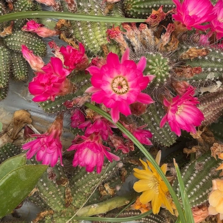 白檀仙人掌922侧芽一个