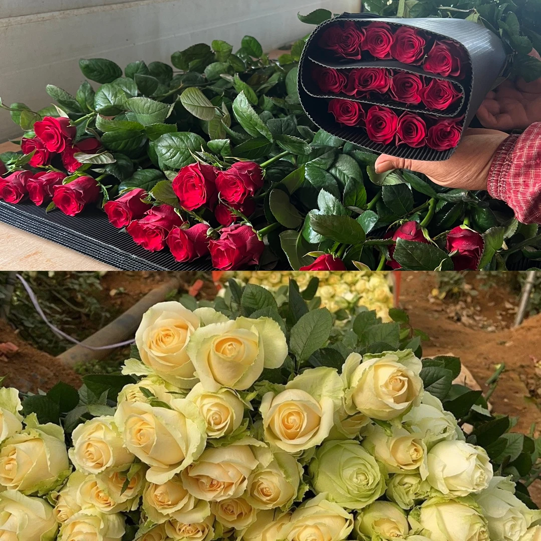 【双拼40枝】云南红玫瑰香槟玫瑰花批发鲜花批发