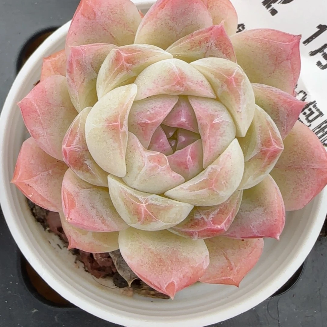 花语逸镜0128-362