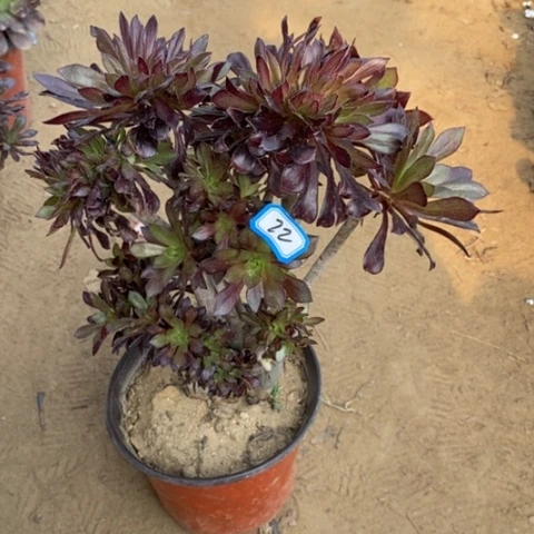 黑法师缀瑕疵一物一拍